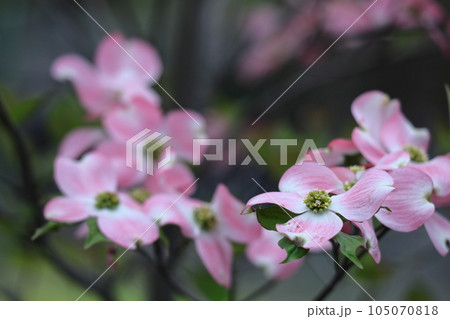 アメリカからの贈り物 105070818