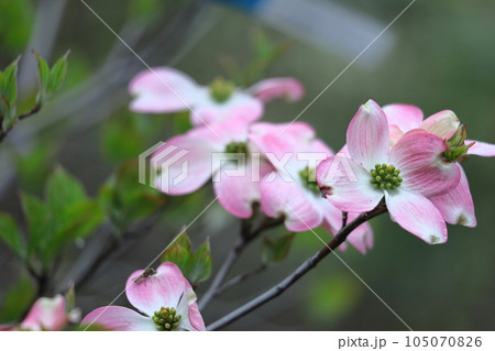 アメリカからの贈り物 アメリカからの贈り物 105070826