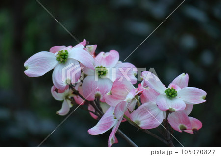 アメリカからの贈り物 アメリカからの贈り物 105070827