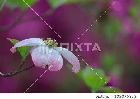 アメリカからの贈り物 アメリカからの贈り物 105070835
