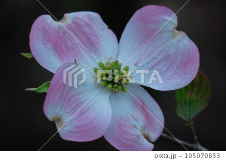 アメリカからの贈り物 105070853