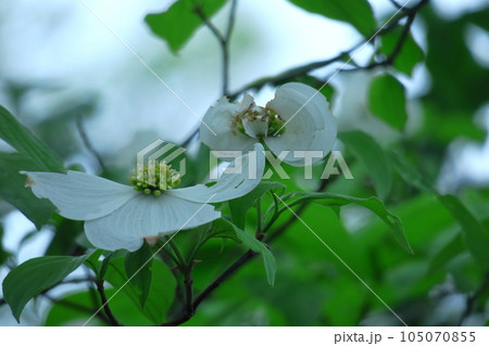 アメリカからの贈り物 105070855