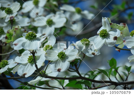 アメリカからの贈り物 105070879