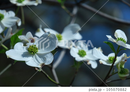アメリカからの贈り物 105070882