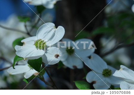 アメリカからの贈り物 105070886