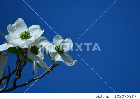 アメリカからの贈り物 105070887