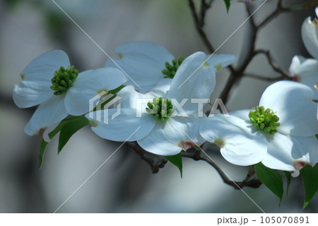 アメリカからの贈り物 アメリカからの贈り物 105070891