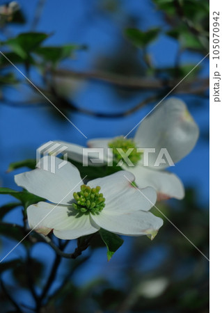 アメリカからの贈り物 アメリカからの贈り物 105070942