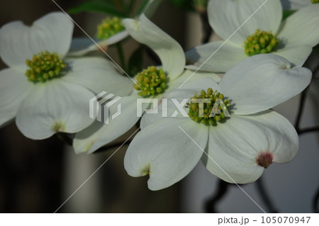 アメリカからの贈り物 105070947