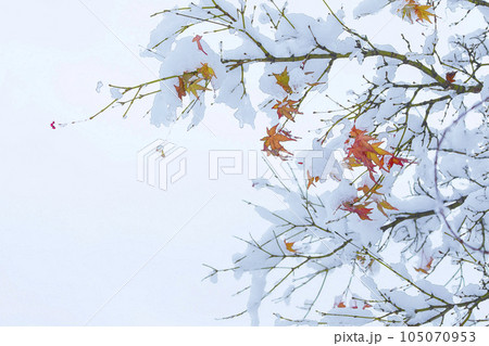 急に降った雪をかぶる紅葉 水彩画 105070953