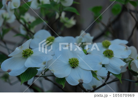 アメリカからの贈り物 105070969