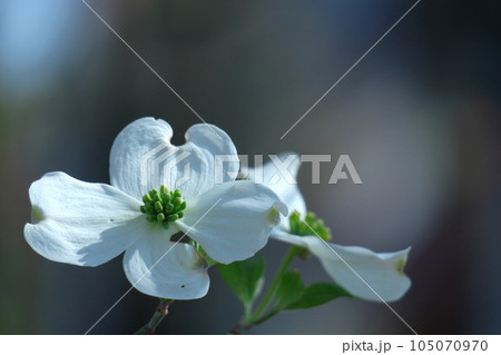 アメリカからの贈り物 アメリカからの贈り物 105070970