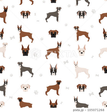 Boxer dog seamless pattern. Different poses, puppy. 105071268