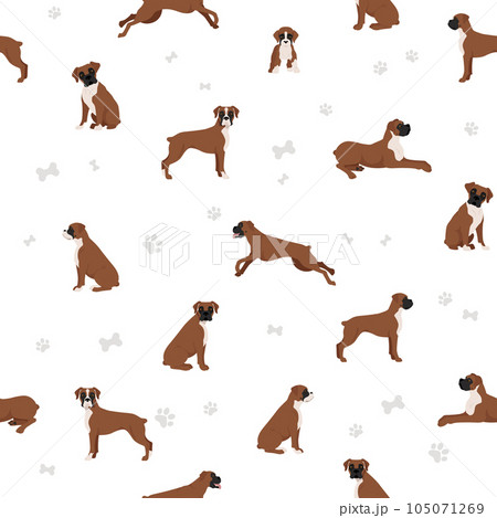 Boxer dog seamless pattern. Different poses, puppy. 105071269