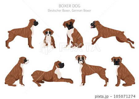 Boxer dog clipart. Different poses, coat colors set. 105071274