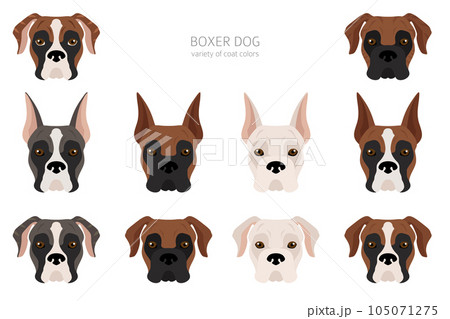 Boxer dog clipart. Different poses, coat colors set. 105071275