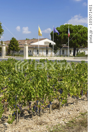 Typical vineyards near Chateau Dauzac, Margaux, Medoc, Bordeaux, Aquitaine, France 105071401