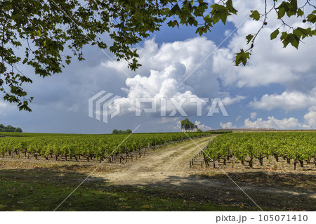 Vineyards near Margaux (Chateau Margaux), Bordeaux, Aquitaine, France Vineyards near Margaux (Chateau Margaux), Bordeaux, Aquitaine, France 105071410