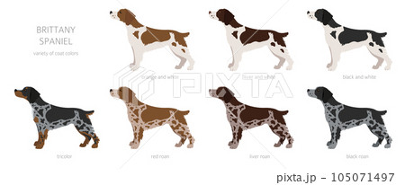 Brittany spaneil clipart. Different poses set. Adult and puppy dogs infographic 105071497