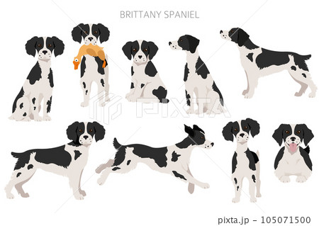 Brittany spaneil clipart. Different poses set. Adult and puppy dogs infographic 105071500