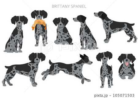 Brittany spaneil clipart. Different poses set. Adult and puppy dogs infographic Brittany spaneil clipart. Different poses set. Adult and puppy dogs infographic 105071503