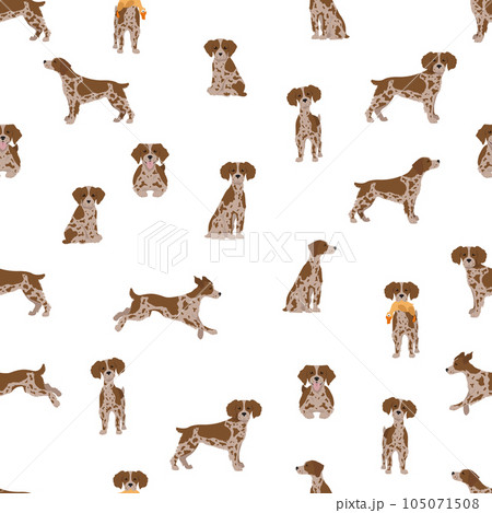 Brittany spaneil seamless pattern. Different poses set. Adult and puppy dogs infographic. Brittany spaneil seamless pattern. Different poses set. Adult and puppy dogs infographic. 105071508