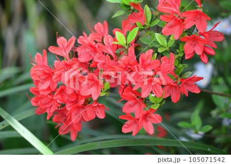 咲き誇る情熱の花 105071542