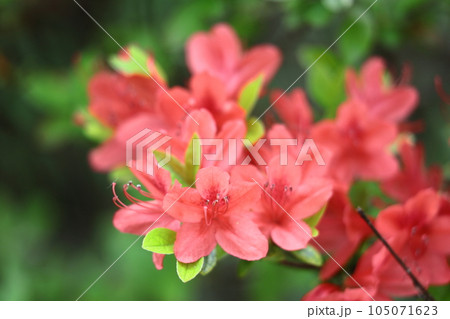 咲き誇る情熱の花 105071623
