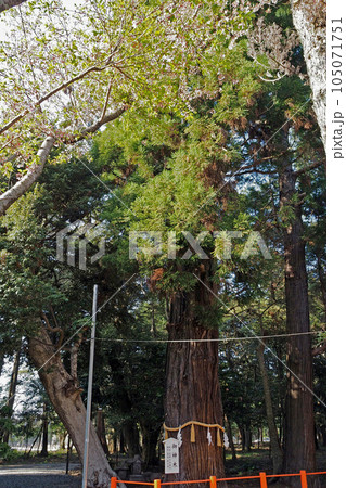 東国三社・息栖神社の御神木【茨城県神栖市】 東国三社・息栖神社の御神木【茨城県神栖市】 105071751