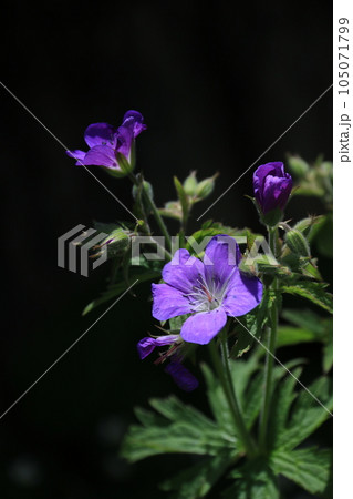 Meadow cranesbill, purple wildflowers. 105071799