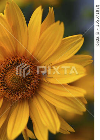 Yellow flower and spider. Round yellow flower in the garden. 105071920