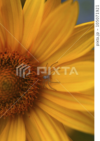 Yellow flower and spider. Round yellow flower in the garden. 105071921