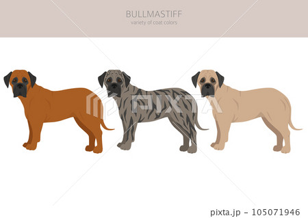 Bullmastiff clipart. Different coat colors and poses set 105071946