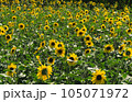 一面に咲き誇ったひまわり畑 105071972