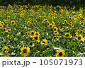 たくさんのひまわり 105071973