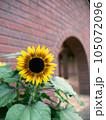 レンガ壁の赤いひまわり 105072096