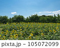 夏の青空と一面ひまわり畑 105072099