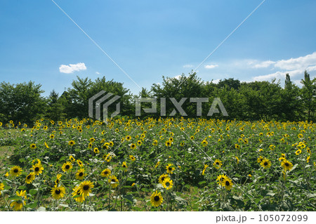 夏の青空と一面ひまわり畑 105072099