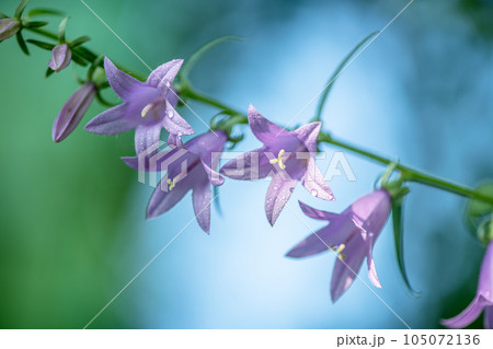purple bellflower flowers. nature, summer purple bellflower flowers. nature, summer 105072136