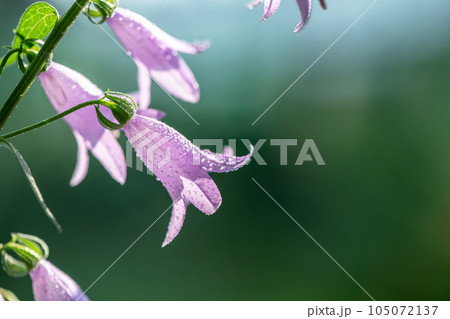 purple bellflower flowers. nature, summer with copy space 105072137
