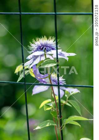Beautiful lilac flower of terry clematis blue light. gardening, flower cultivation Beautiful lilac flower of terry clematis blue light. gardening, flower cultivation 105072138