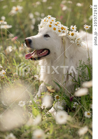 Daisies white dog Maremma Sheepdog in a wreath of daisies sits on a green lawn with wild flowers daisies, walks a pet. Cute photo with a dog in a wreath of daisies. 105072918