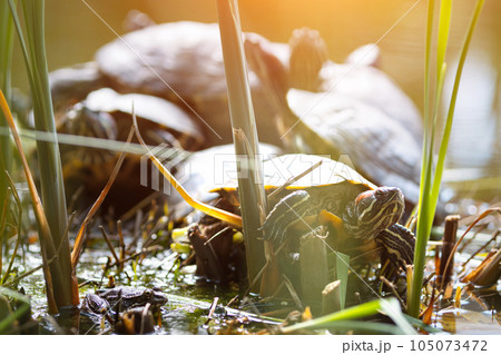 Turtles sitting on grassy bank of green lake next to reeds Turtles sitting on grassy bank of green lake next to reeds 105073472