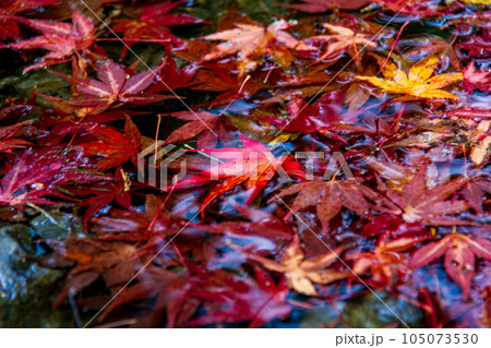 静岡県周智郡森町一宮 小國神社と境内の風景 静岡県周智郡森町一宮 小國神社と境内の風景 105073530