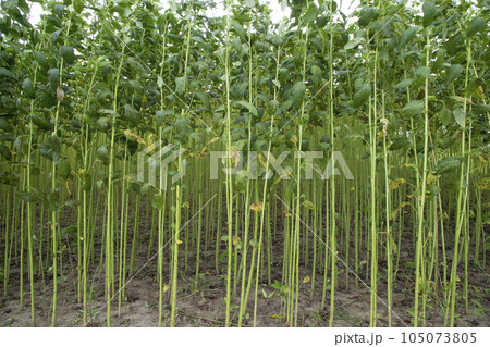 Green jute Plantation field. Raw Jute plant pattern Texture background Green jute Plantation field. Raw Jute plant pattern Texture background 105073805