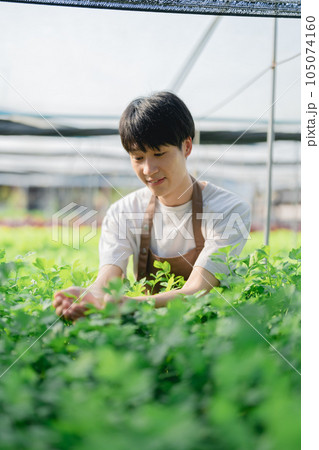 man Farmer harvesting vegetable from hydroponics farm. Organic fresh vegetable, Farmer working with hydroponic vegetables garden man Farmer harvesting vegetable from hydroponics farm. Organic fresh vegetable, Farmer working with hydroponic vegetables garden 105074160
