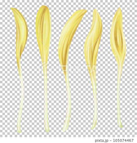 Illustration of micro-green corn in watercolor style. Young seed seedlings, edible leaves, a healthy food supplement. Clipart on a white background. Legumes for gardening, ingredients for cooking 105074467