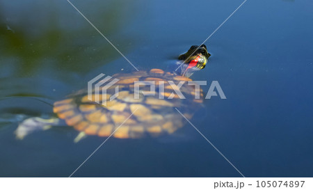 Green turtle swims in muddy artificial pond in petting zoo Green turtle swims in muddy artificial pond in petting zoo 105074897