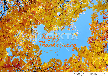 Background of golden maple leaves against a blue sky. Happy Thanksgiving lettering 105075323