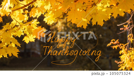 Golden maple leaves on a dark natural background. Autumn frame. Banner. Thanksgiving lettering 105075324